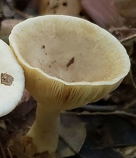 Common Funnel At South Tract This is a picture of Infundibulicybe gibba on the South Tract of the Patuxent Research Refuge near Laurel, Maryland. Fall,Geotagged,Infundibulicybe gibba,United States