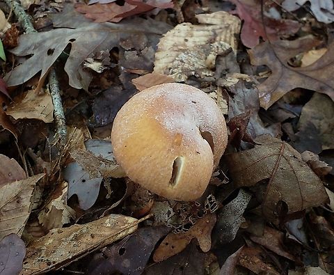 Gypsy Mushroom At North Tract This is a picture of a Gypsy Mushroom on the North Tract of the Patuxent Research Refuge near Fort Meade, Maryland. Cortinarius caperatus,Fall,Geotagged,Gypsy mushroom,United States
