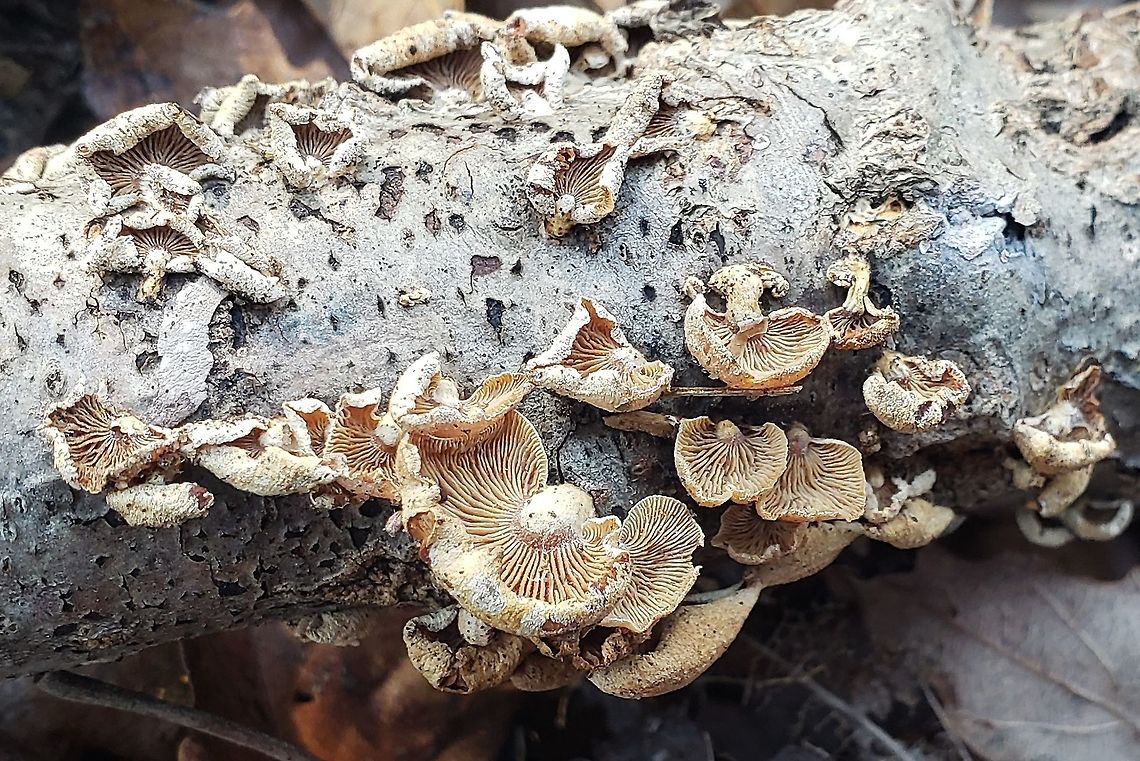 Bitter Oyster At Annapolis High School This is a picture of the Bitter Oyster on the campus of Annapolis High School in Annapolis, Maryland. Bitter oyster,Geotagged,Panellus stipticus,United States,Winter