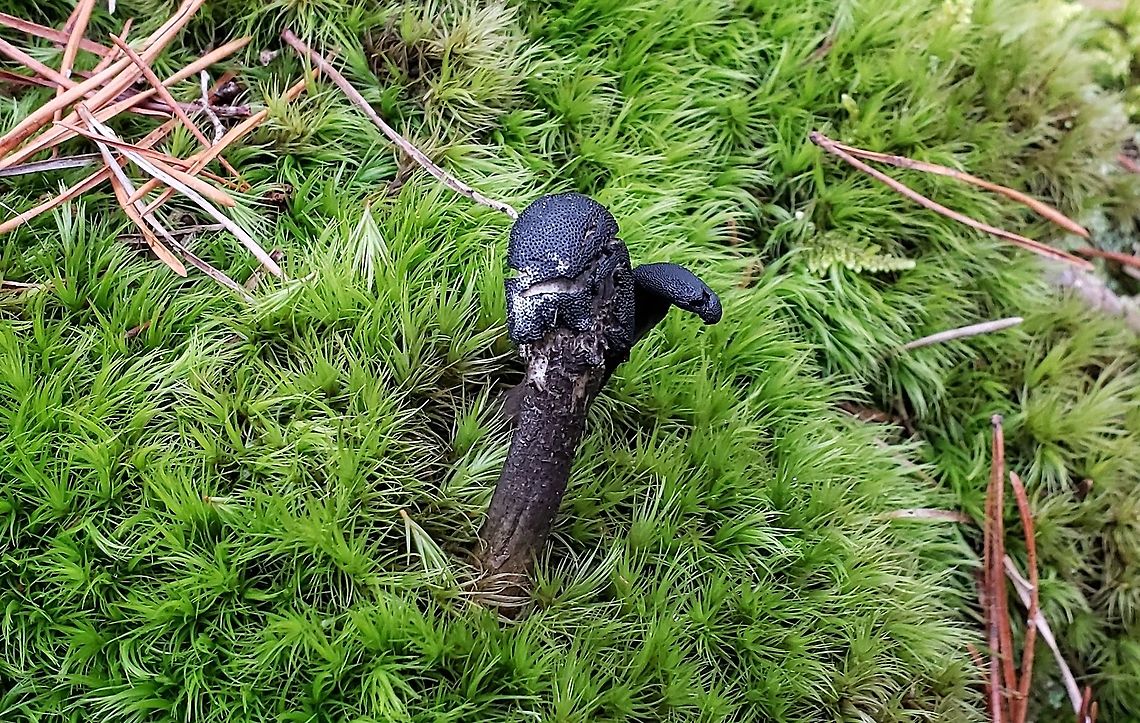 Tolypocladium ophioglossoides This is a picture of Tolypocladium ophioglossoides at Broad Creek Park in Annapolis, Maryland. Geotagged,Tolypocladium ophioglossoides,United States,Winter