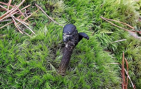 Tolypocladium ophioglossoides This is a picture of Tolypocladium ophioglossoides at Broad Creek Park in Annapolis, Maryland. Geotagged,Tolypocladium ophioglossoides,United States,Winter