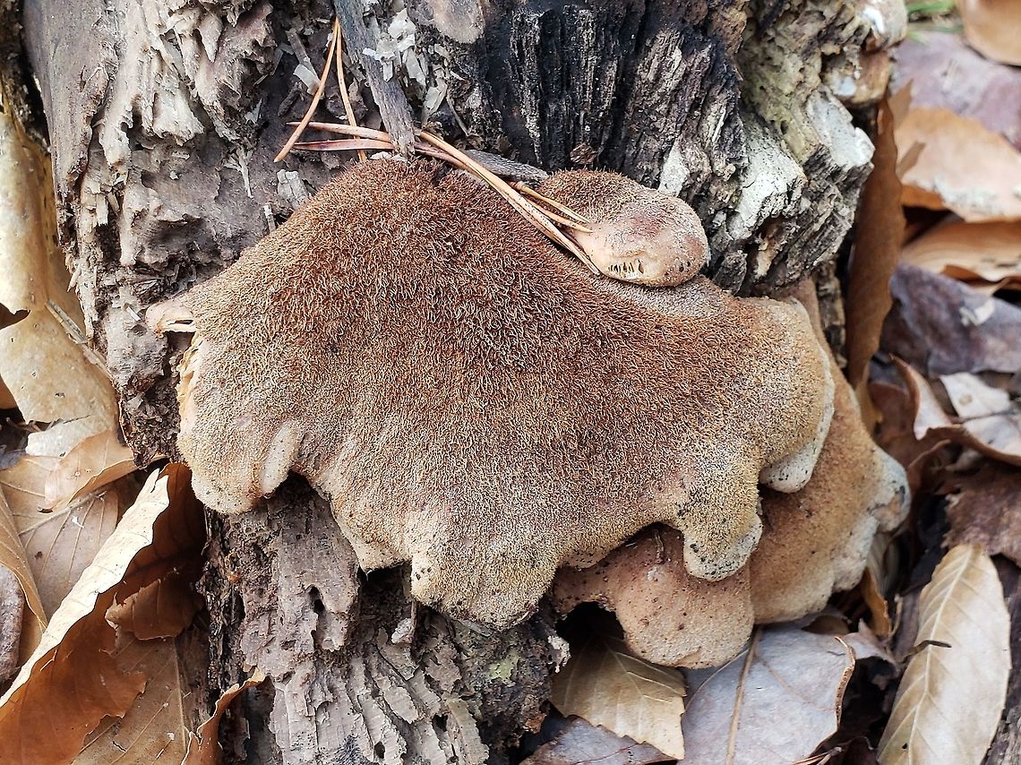 Lentinellus ursinus This is a picture of Lentinellus ursinus at Broad Creek Park in Annapolis, Maryland. Bear Lentinellus,Geotagged,Lentinellus ursinus,United States,Winter