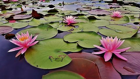 Water Lilies At Cash Lake This is a picture of some water lilies at Cash Lake on the South Tract of the Patuxent Research Refuge near Laurel, Maryland. American White Waterlily,Geotagged,Nymphaea odorata,Spring,United States