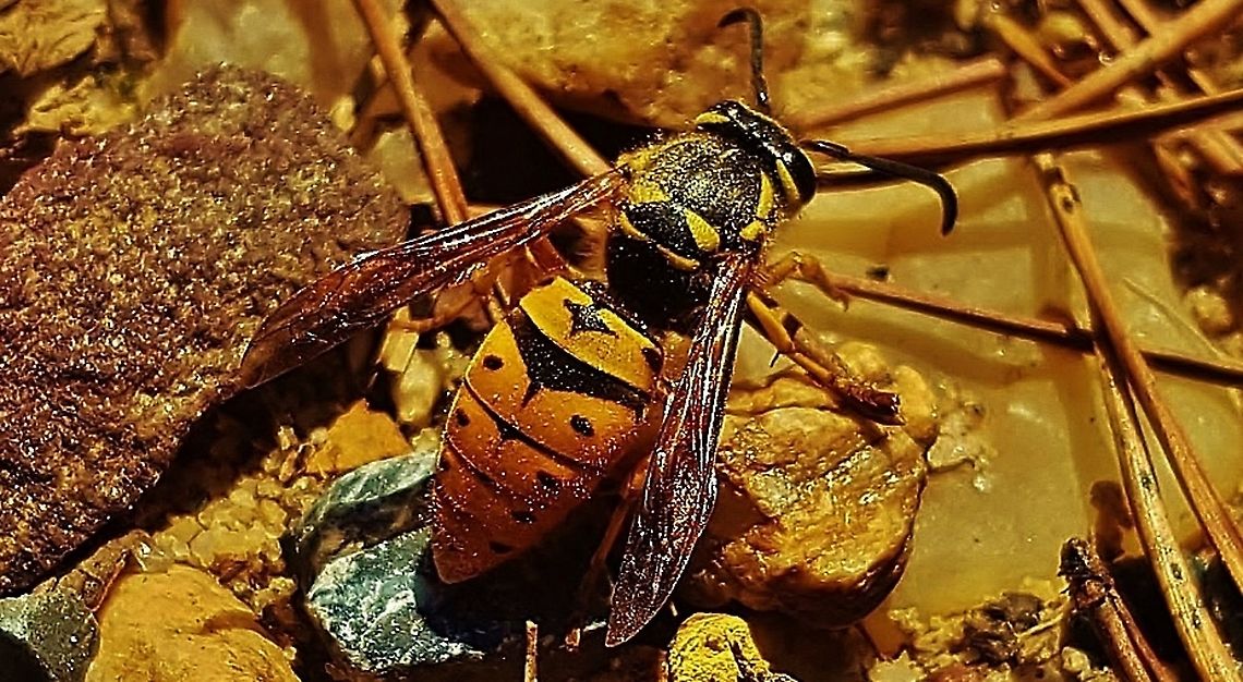 Queen Eastern Yellow Jacket At Patuxent This is a picture of an Eastern Yellowjacket Queen on the North Tract of the Patuxent Research Refuge near Fort Meade, Maryland. Eastern yellowjacket,Geotagged,Spring,United States,Vespula maculifrons
