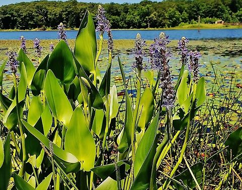 Pickerelweed At Cash Lake This is a picture of Pickerelweed at Cash Lake on the South Tract of the Patuxent Research Refuge near Laurel, Maryland. Geotagged,Pickerelweed,Pontederia cordata,Spring,United States