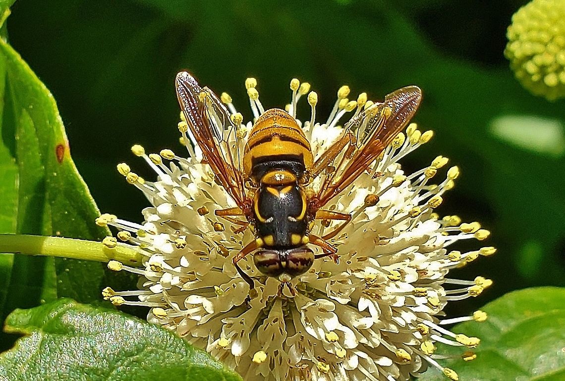 Spilomyia alcimus This is a picture of a Spilomyia alcimus on the North Tract of the Patuxent Research Refuge near Fort Meade, Maryland. Geotagged,Spilomyia alcimus,Summer,United States