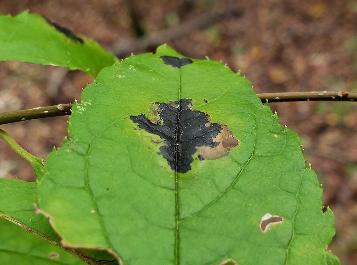 Rhytisma prini This is a picture of Rhytisma prini on a Winterberry Holly leaf at Kinder Farm Park in Millersville, Maryland. Fall,Geotagged,Rhytisma prini,United States