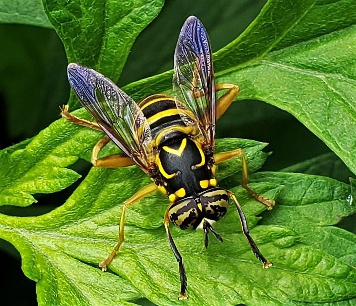 Spilomyia longicornis This is a picture of a Spilomyia longicornis at the Lake Shore Athletic Complex in Pasadena, Maryland. Fall,Geotagged,Spilomyia longicornis,United States