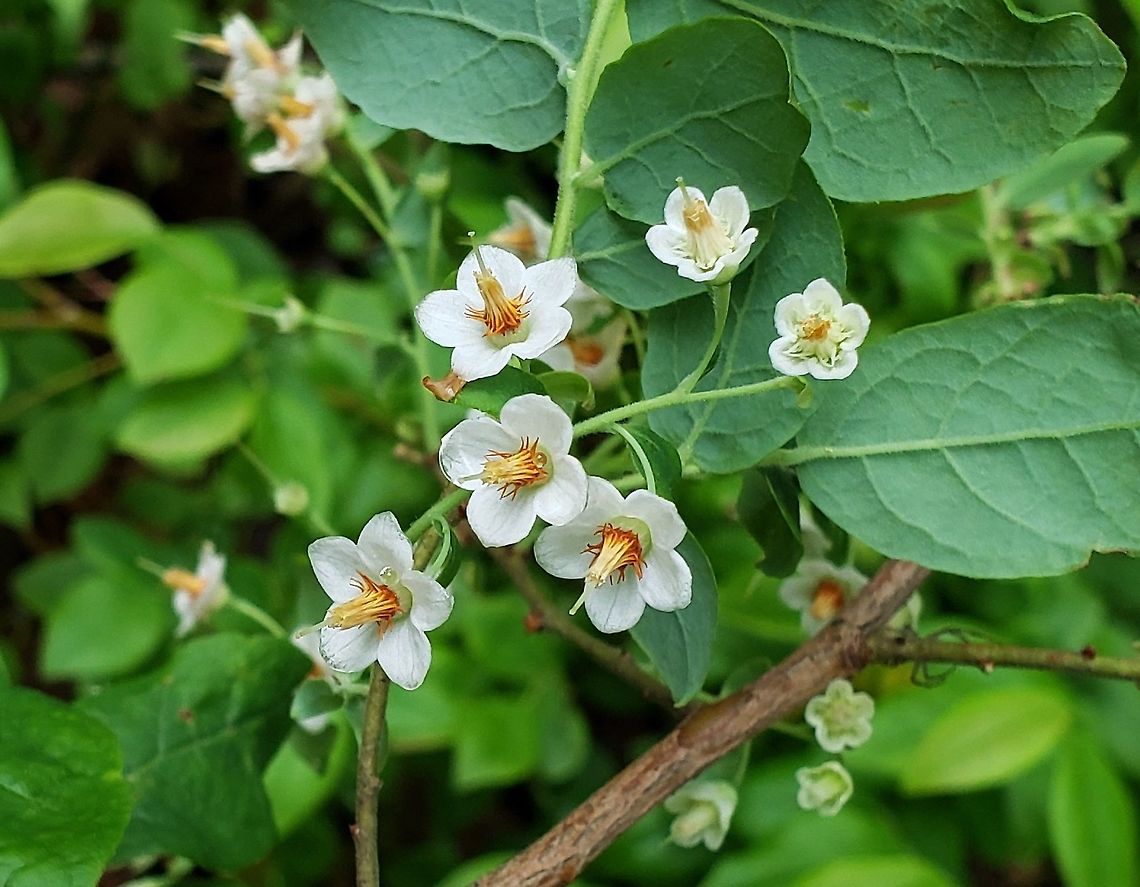 Deerberry At Jacobsville Park This is a picture of Deerberry at Jacobsville Park in Pasadena, Maryland. Deerberry,Geotagged,Spring,United States,Vaccinium stamineum