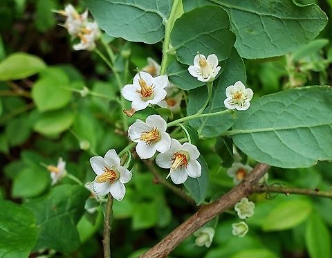 Deerberry At Jacobsville Park This is a picture of Deerberry at Jacobsville Park in Pasadena, Maryland. Deerberry,Geotagged,Spring,United States,Vaccinium stamineum