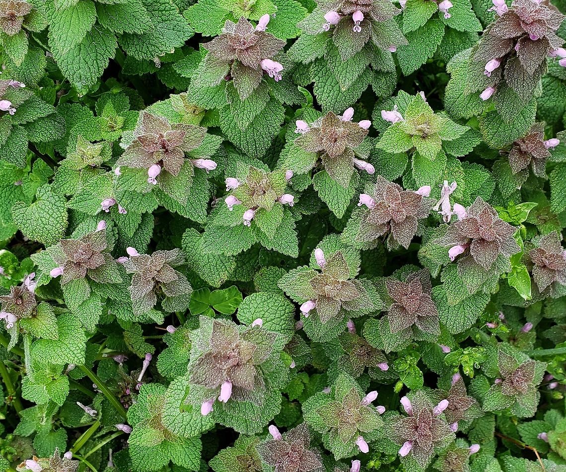 Red Deadnettle This is a picture of Red Deadnettle at Jacobsville Park in Pasadena, Maryland Geotagged,Lamium purpureum,Red Deadnettle,Spring,United States