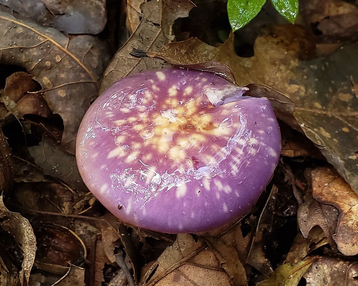 Cortinarius iodes This is a picture of cortinarius iodes in Pasadena, Maryland. Cortinarius iodes,Fall,Geotagged,Spotted cort,United States