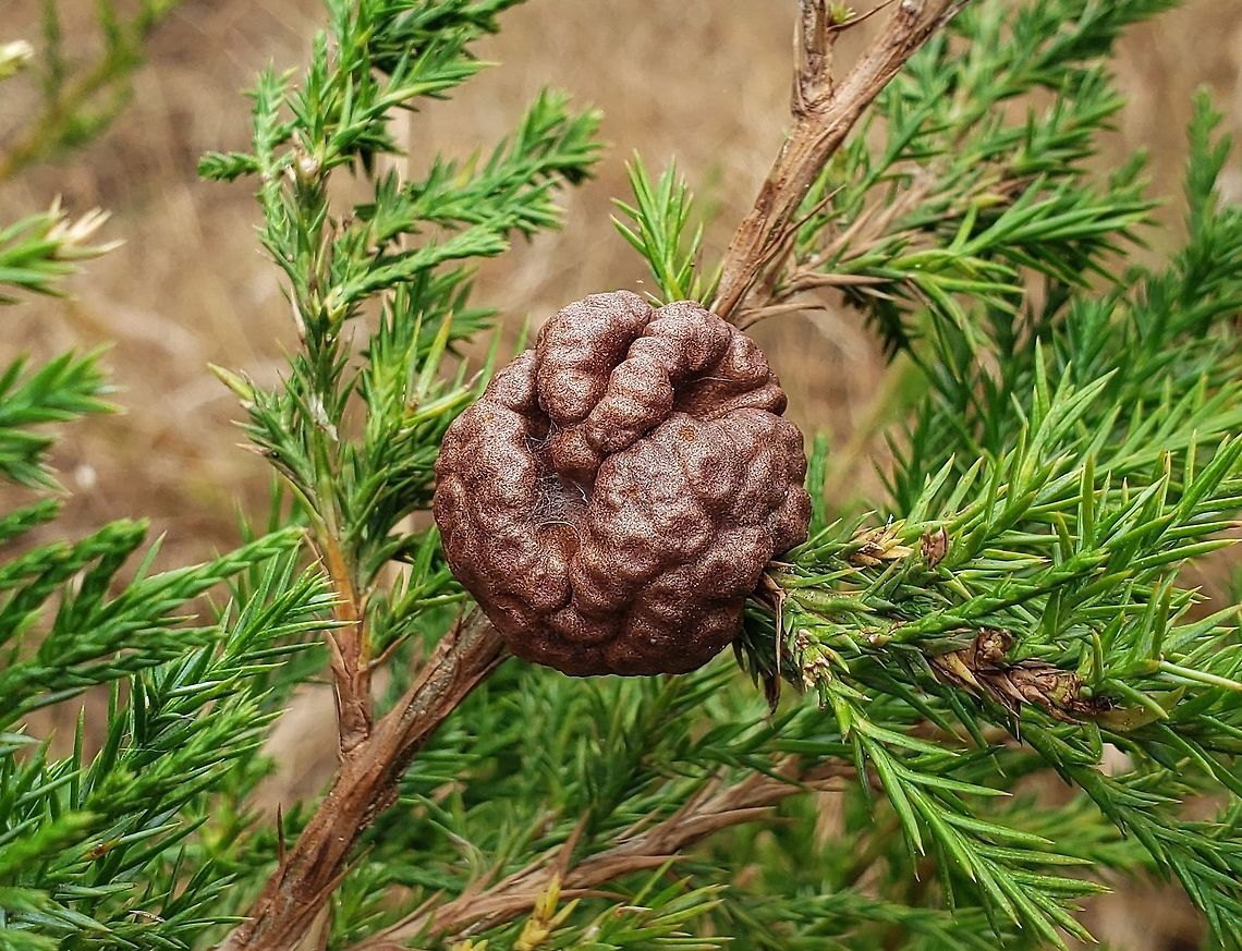 Gymnosporangium juniperi-virginianae This is a picture of Gymnosporangium juniperi-virginianae at the Howard County Conservancy in Howard County, Maryland. Cedar-apple Rust,Fall,Geotagged,Gymnosporangium juniperi-virginianae,United States