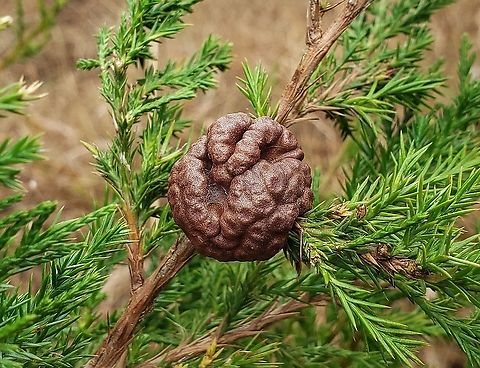 Gymnosporangium juniperi-virginianae This is a picture of Gymnosporangium juniperi-virginianae at the Howard County Conservancy in Howard County, Maryland. Cedar-apple Rust,Fall,Geotagged,Gymnosporangium juniperi-virginianae,United States