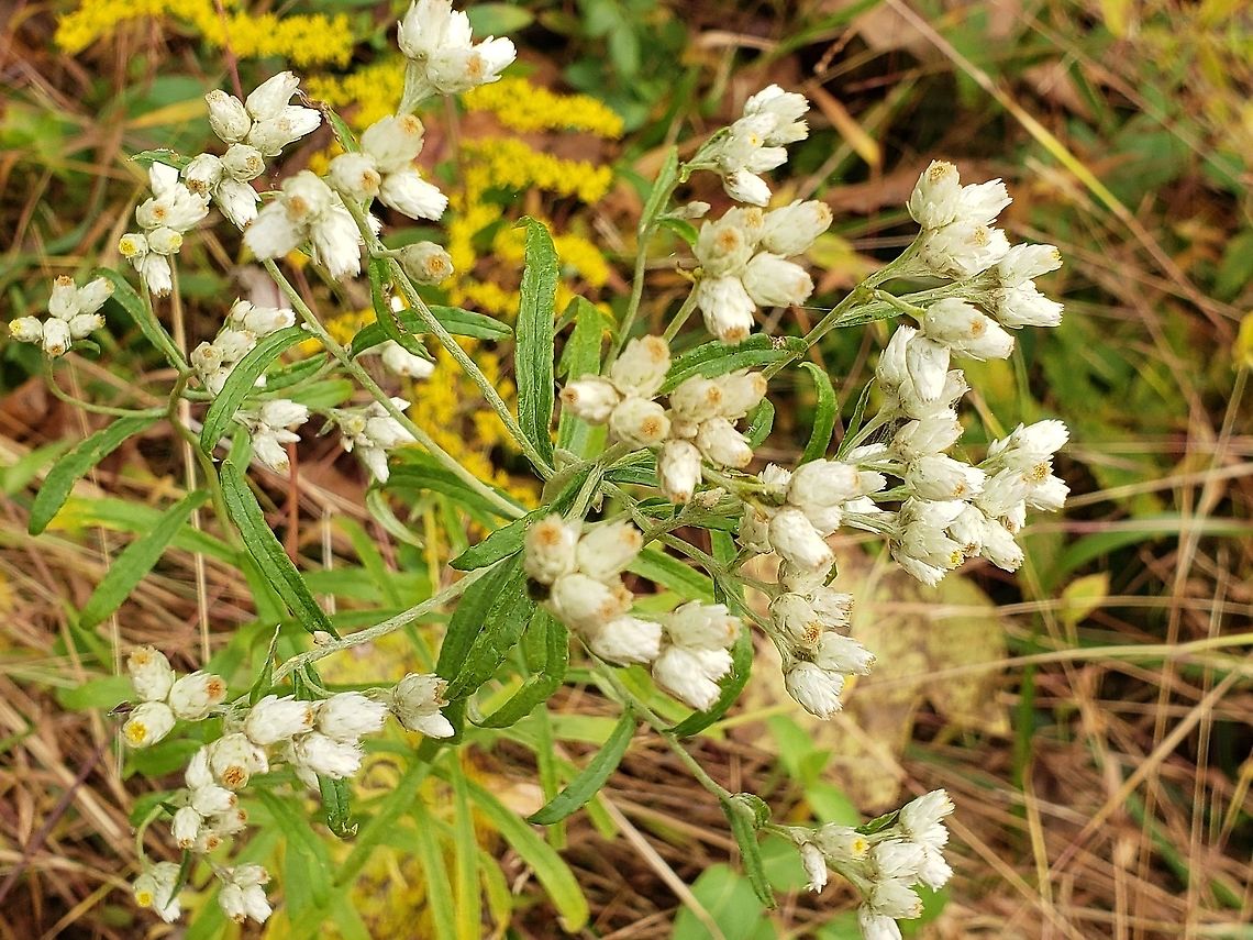 Sweet Everlasting At The Howard County Conservancy This is a picture of Sweet Everlasting at the Howard County Conservancy. Fall,Geotagged,Pseudognaphalium obtusifolium,Sweet Everlasting,United States