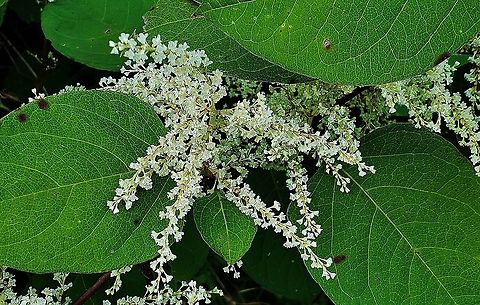 Japanese Knotweed This is a picture of Japanese knotweed at the Fran Uhler Natural Area in Bowie, Maryland. Fallopia japonica,Geotagged,Japanese Knotweed,Summer,United States