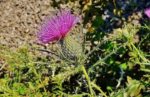 Field Thistle This is a picture of Field Thistle at the Fran Uhler Natural Area in Bowie, Maryland. Cirsium discolor,Field Thistle,Geotagged,Summer,United States