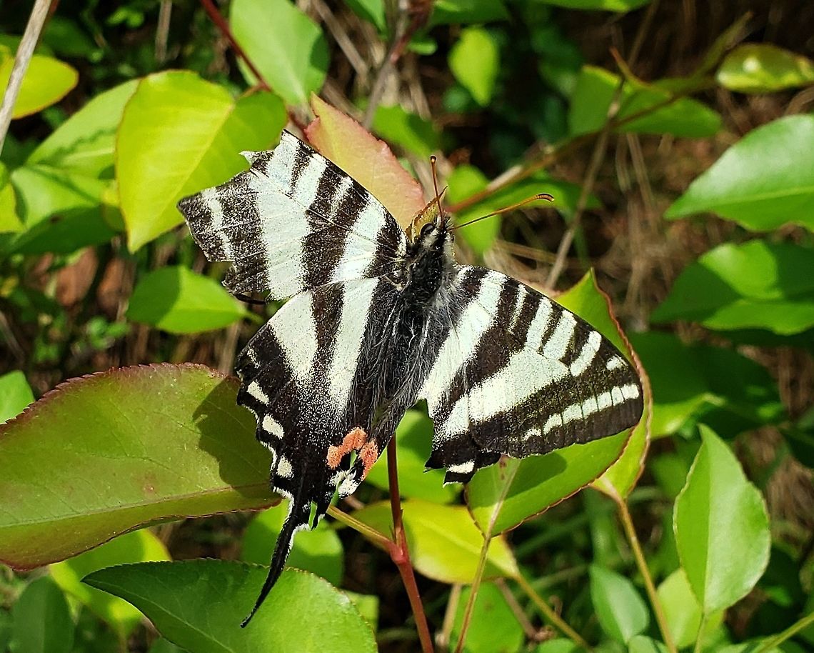 Zebra Swallowtail This is a picture of a Zebra Swallowtail at the Fran Uhler Natural Area in Bowie, Maryland. Geotagged,Protographium marcellus,Spring,United States,Zebra Swallowtail