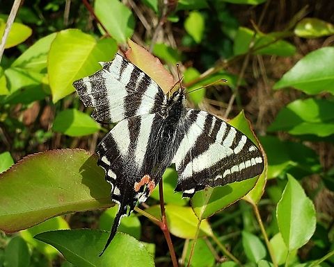 Zebra Swallowtail This is a picture of a Zebra Swallowtail at the Fran Uhler Natural Area in Bowie, Maryland. Geotagged,Protographium marcellus,Spring,United States,Zebra Swallowtail