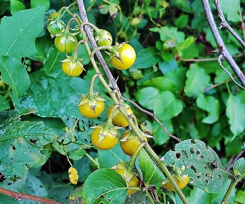 Carolina Horsenettle Berries This is a picture of Carolina Horsenettle Berries at the Fran Uhler Natural Area in Bowie, Maryland. Carolina horsenettle,Geotagged,Solanum carolinense,Summer,United States