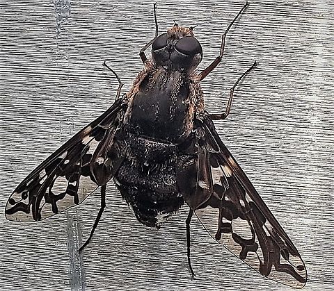 Tiger Bee Fly This is a picture of a Tiger Bee Fly on the North Tract of the Patuxent Research Refuge near Fort Meade, Maryland. Geotagged,Summer,Tiger bee fly,United States,Xenox tigrinus