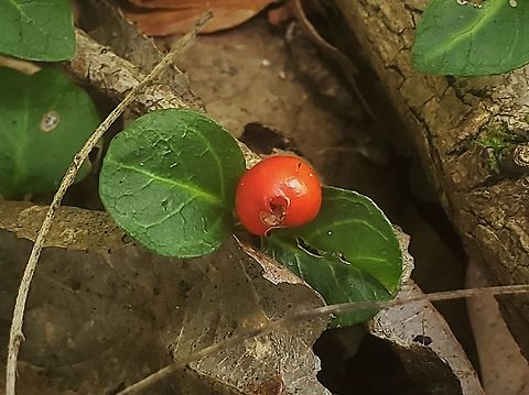Mitchella repens This is a picture of Mitchella repens on the North Tract of the Patuxent Research Refuge near Fort Meade, Maryland. Geotagged,Mitchella repens,Partridge berry,Summer,United States