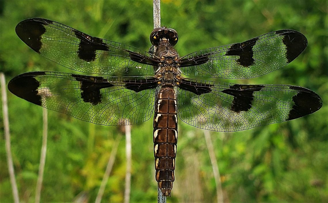 Common Whitetail This is a picture of a common whitetail on the North Tract of the Patuxent Research Refuge near Fort Meade, Maryland. Common Whitetail,Geotagged,Plathemis lydia,Summer,United States