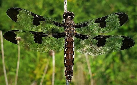 Common Whitetail This is a picture of a common whitetail on the North Tract of the Patuxent Research Refuge near Fort Meade, Maryland. Common Whitetail,Geotagged,Plathemis lydia,Summer,United States
