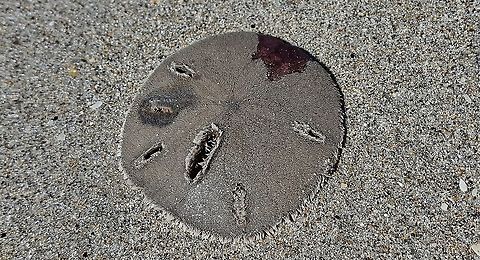 Mellita quinquiesperforata This is a picture of a Mellita quinquiesperforata on Hutchinson Island in Jensen Beach, Florida. Geotagged,Mellita quinquiesperforata,Summer,United States