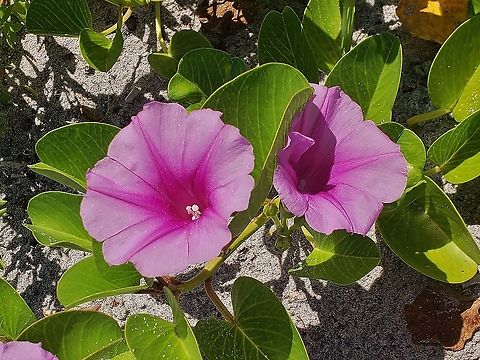 Ipomoea pes-caprae This is a picture of Ipomoea pes-caprae at Jupiter Beach Park in Jupiter, Florida.  Geotagged,Ipomoea pes-caprae,Summer,United States