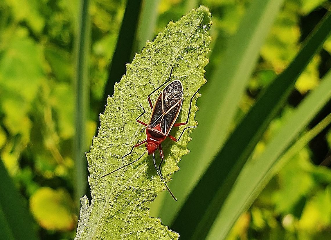 Dysdercus suturellus This is a picture of a Dysdercus suturellus at the Savannas Preserve State Park in Port Saint Lucie, Florida. Dysdercus suturellus,Geotagged,Summer,United States