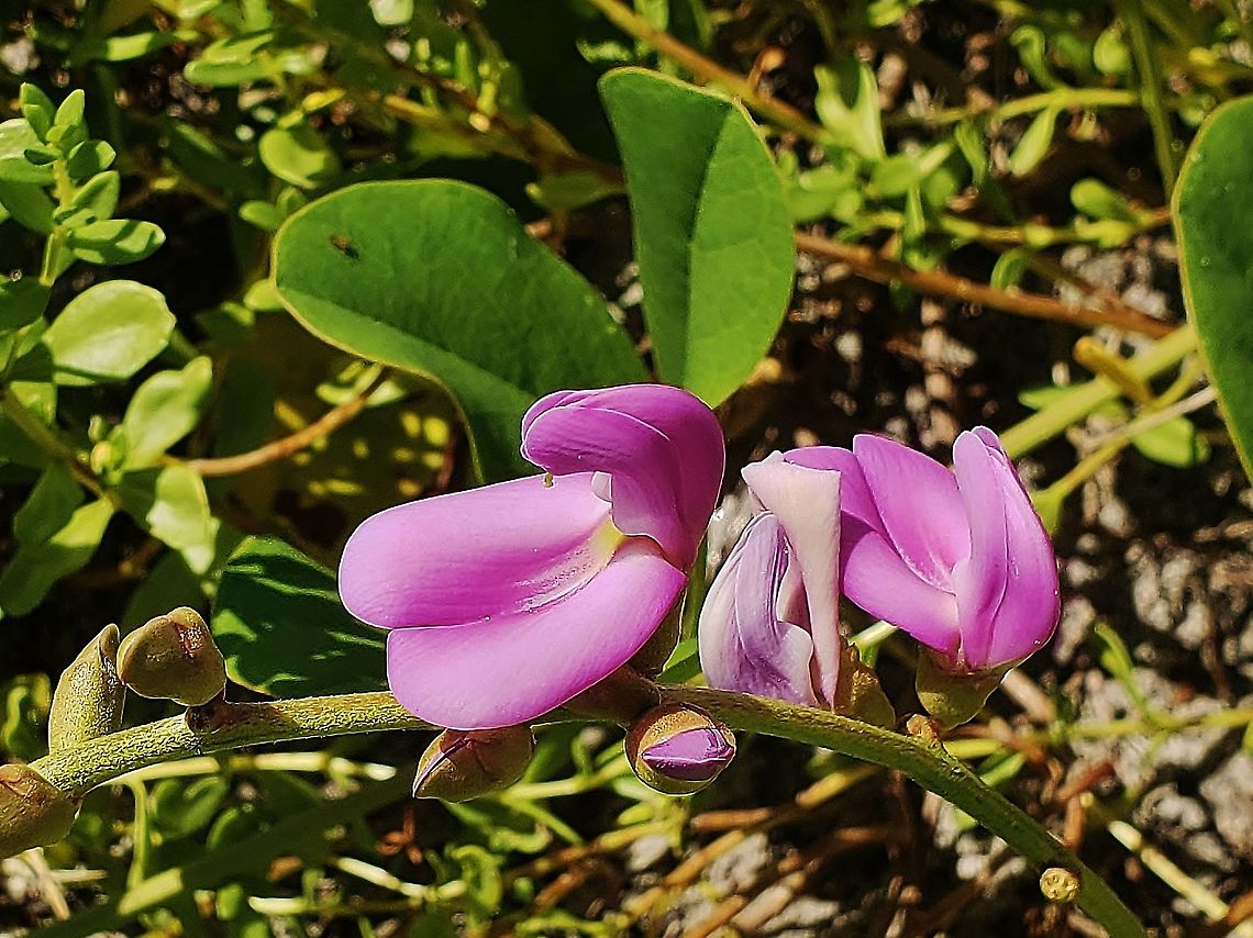 Canavalia rosca This is a picture of Canavalia rosca at Jupiter Beach Park in Jupiter, Florida.<br />
  Canavalia rosea,Geotagged,Summer,United States