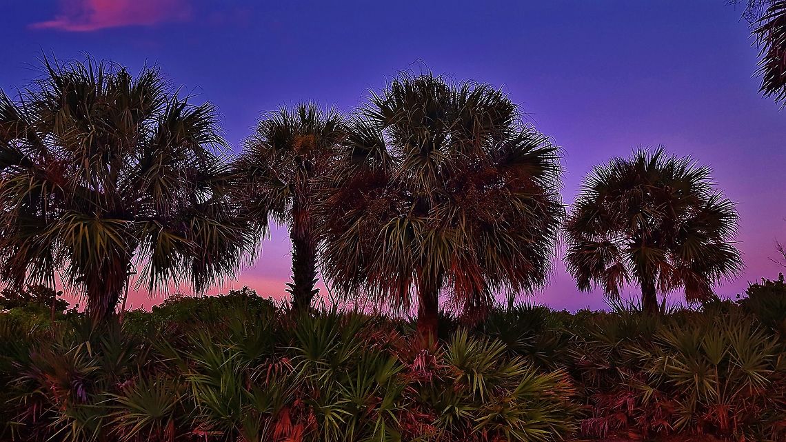 Cabbage Palms On Hutchinson Island This is a picture of Palmetto Palms on Hutchinson Island in Jensen Beach, Florida. Cabbage palmetto,Geotagged,Sabal palmetto,Summer,United States