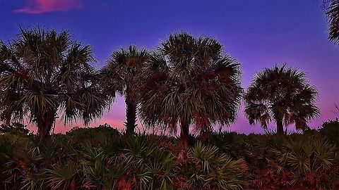 Cabbage Palms On Hutchinson Island This is a picture of Palmetto Palms on Hutchinson Island in Jensen Beach, Florida. Cabbage palmetto,Geotagged,Sabal palmetto,Summer,United States