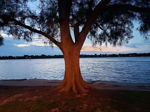 Casuarina equisetifolia This is a picture of an invasive Casuarina equisetifolia at the Fort Pierce Inlet at Jetty Park on Hutchinson Island in Fort Pierce, Florida.
 Casuarina equisetifolia,Geotagged,Summer,United States