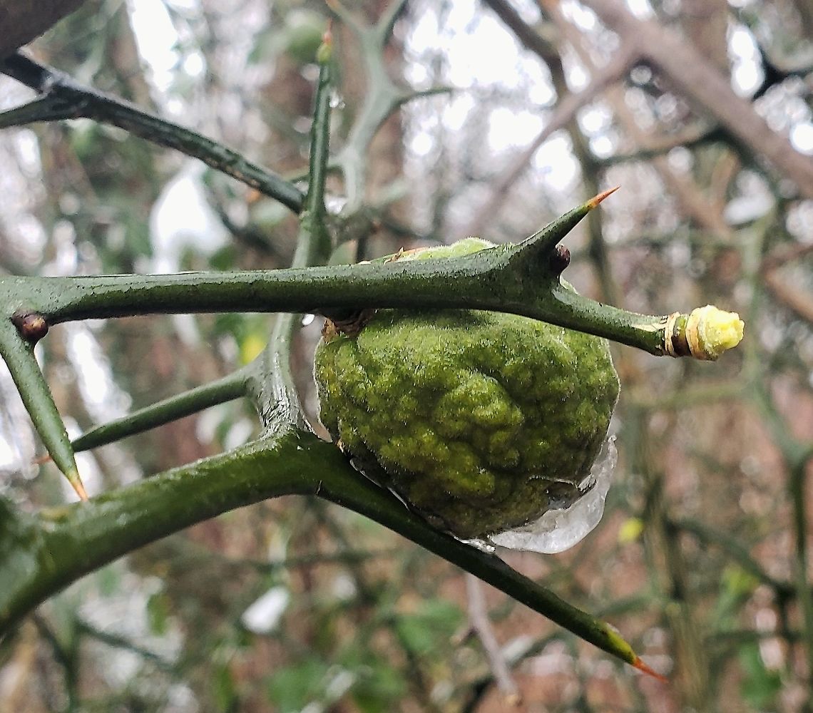 Trifoliate Orange This is a picture of Trifoliate Orange at Kinder Farm Park in Millersville, Maryland. Citrus trifoliata,Geotagged,Trifoliate orangeCitrus trifoliata or Poncirus trifoliata (syn.),United States,Winter