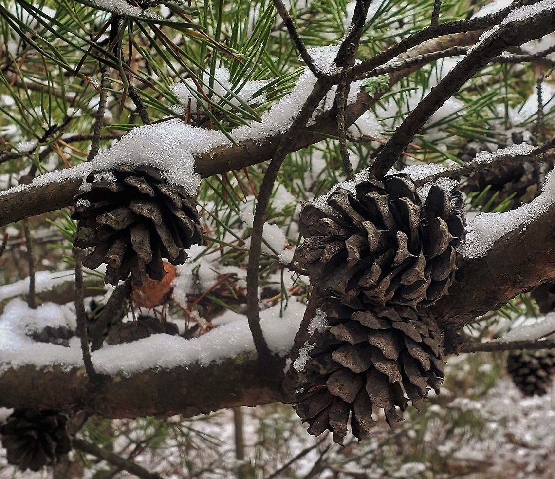 Virginia Pine This is a picture of Virginia Pine at Kinder Farm Park in Millersville, Maryland. Geotagged,Pinus virginiana,United States,Virginia Pine,Winter