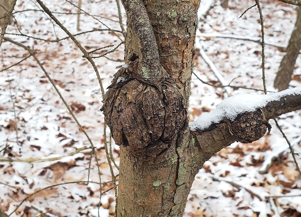 Cronartium quercuum This is a picture of Cronartium quercuum at Kinder Farm Park in Millersville, Maryland. Cronartium quercuum,Geotagged,Pine-oak rust,United States,Winter