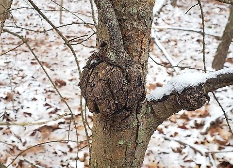Cronartium quercuum This is a picture of Cronartium quercuum at Kinder Farm Park in Millersville, Maryland. Cronartium quercuum,Geotagged,Pine-oak rust,United States,Winter