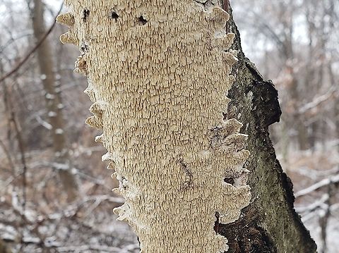 Irpex lacteus This is a picture of Irpex lacteus at Kinder Farm Park in Millersville, Maryland. Geotagged,Irpex lacteus,United States,Winter