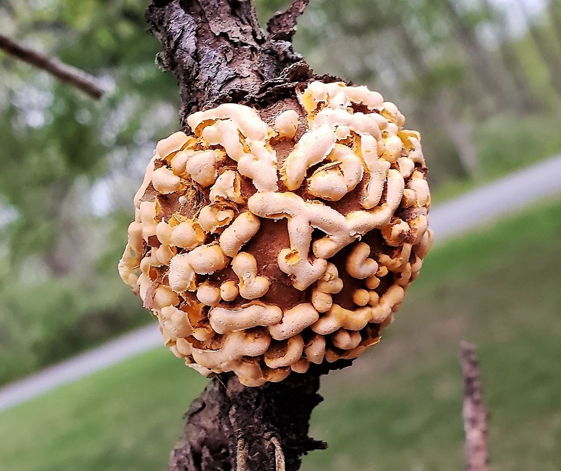 Cronartium quercuum This is a picture of Cronartium quercuum infecting a Virginia Pine tree at the Mckeldin Area of Patapsco Valley State Park in Carroll County, Maryland. Cronartium quercuum,Geotagged,Pine-oak rust,Spring,United States