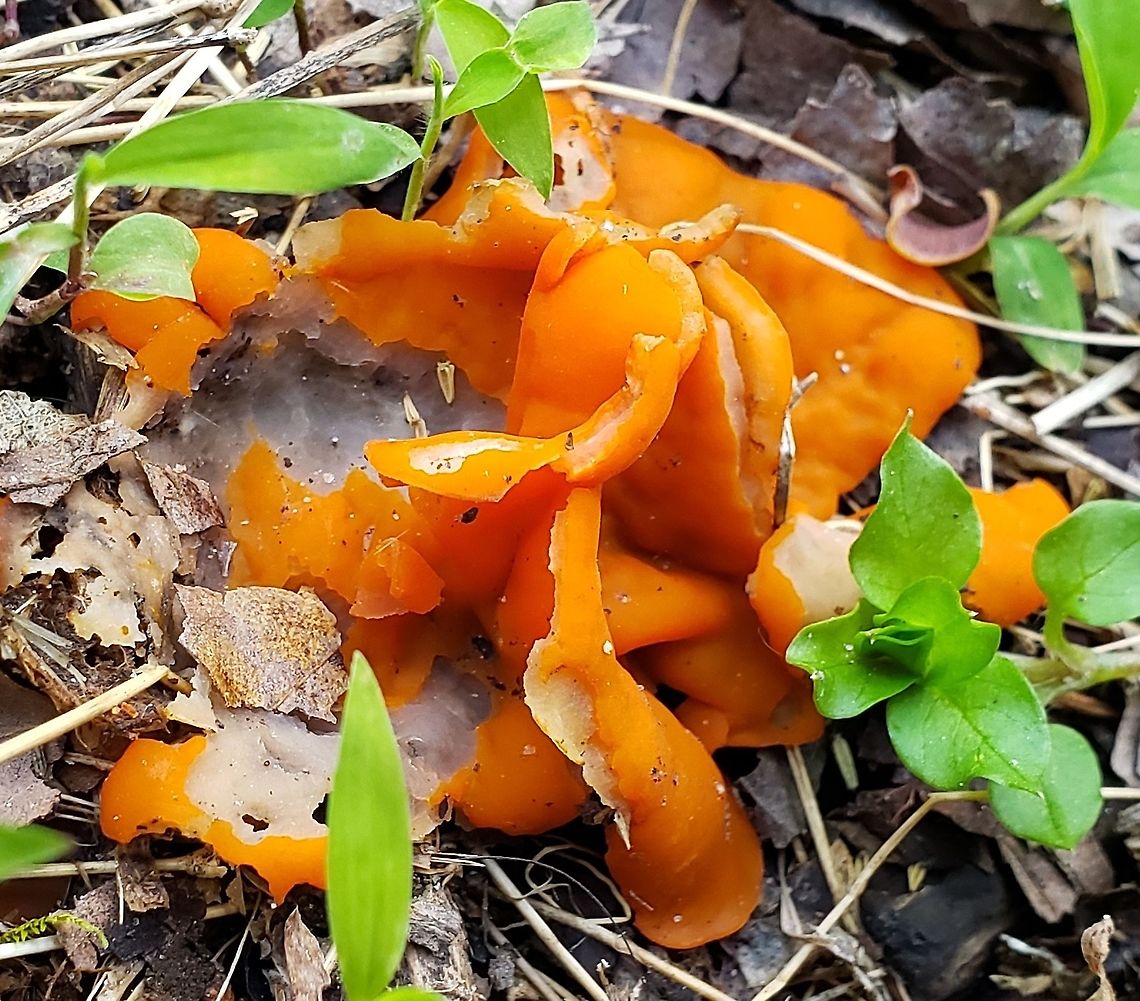 Aleuria aurantia This is a picture of Aleuria aurantia at the Mckeldin Area of Patapsco Valley State Park in Carroll County, Maryland. Aleuria aurantia,Geotagged,Orange peel fungus,Spring,United States