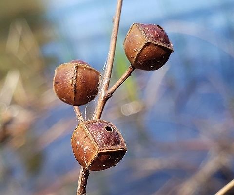Ludwigia alternifolia This is a picture of Ludwigia alternifolia at Piney Run Park in Carroll County, Maryland. Geotagged,Ludwigia alternifolia,Rattlebox,Spring,United States