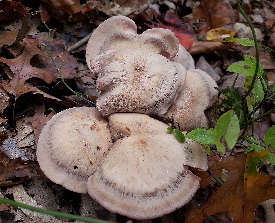 Laccaria ochropurpurea This is a picture of Laccaria ochropurpurea on the South Tract of the Patuxent Research Refuge near Laurel, Maryland. Fall,Geotagged,Laccaria ochropurpurea,United States