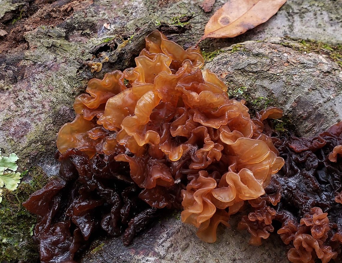 Tremella foliacea This is a picture of Tremella foliacea on the South Tract of the Patuxent Research Refuge near Laurel, Maryland. Fall,Geotagged,Tremella foliacea,United States