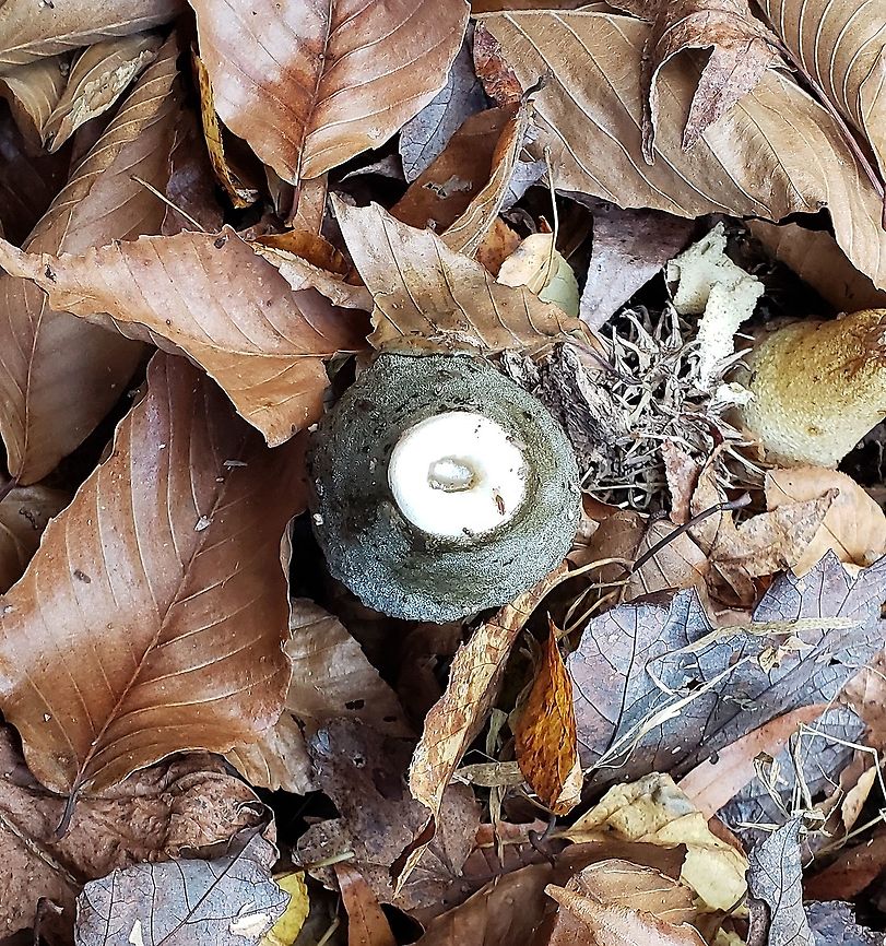Phallus ravenelii This is a picture of Phallus ravenelii on the North Tract of the Patuxent Research Refuge near Fort Meade, Maryland. Fall,Geotagged,Phallus ravenelii,Ravenels stinkhorn,United States