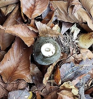 Phallus ravenelii This is a picture of Phallus ravenelii on the North Tract of the Patuxent Research Refuge near Fort Meade, Maryland. Fall,Geotagged,Phallus ravenelii,Ravenels stinkhorn,United States