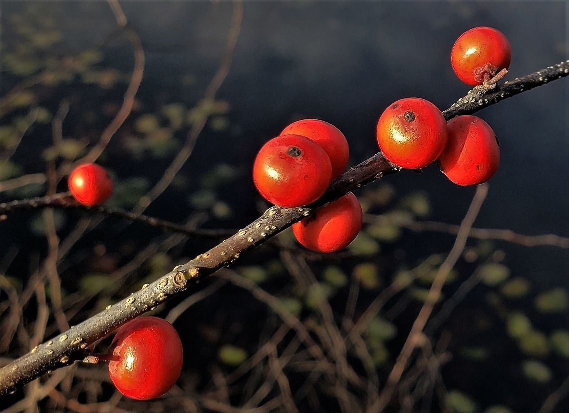 Winterberry At North Tract This is a picture of winterberry at New Marsh on the North Tract of the Patuxent Research Refuge near Fort Meade, Maryland. Fall,Geotagged,Ilex verticillata,United States,Winterberry