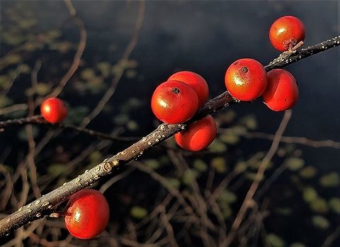 Winterberry At North Tract This is a picture of winterberry at New Marsh on the North Tract of the Patuxent Research Refuge near Fort Meade, Maryland. Fall,Geotagged,Ilex verticillata,United States,Winterberry