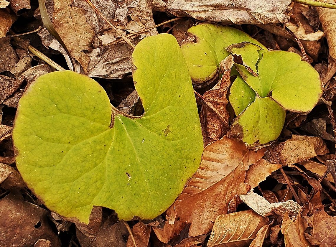 Wild Ginger At North Tract This is a picture of Wild Ginger on the North Tract of the Patuxent Research Refuge near Fort Meade, Maryland. Asarum canadense,Canada wild ginger,Fall,Geotagged,United States